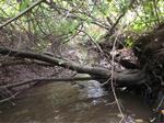 Culvert Crossing, Trib To Spinney Creek, Eliot, Maine