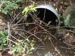 Culvert Crossing, Trib To Spinney Creek, Eliot, Maine