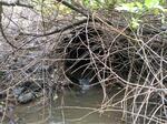 Culvert Crossing, Trib To Spinney Creek, Eliot, Maine