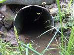 Culvert Crossing, Acton, Maine