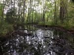 Culvert Crossing, Trib To Middle Branch Mousam, Alfred, Maine