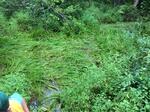 Culvert Crossing, Trib To Mousam Lake, Shapleigh, Maine