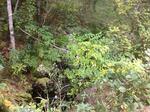 Culvert Crossing, Trib To Littlefield River, Alfred, Maine