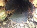 Culvert Crossing, Trib To Little River, Berwick, Maine