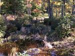 Multiple Culvert Crossing, Great Brook, Lebanon, Maine