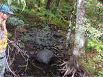 Culvert Crossing, Trib To Bog Brook, Lebanon, Maine