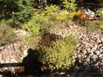 Multiple Culvert Crossing, Trib To Wilson Pond, Acton, Maine