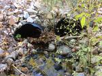 Multiple Culvert Crossing, Trib To Wilson Pond, Acton, Maine