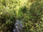 Culvert Crossing, Trib To Day Brook, Kennebunk, Maine