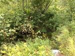 Multiple Culvert Crossing, Shapleigh, Maine