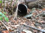 Culvert Crossing, Trib To Littlefield River, Alfred, Maine