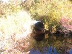 Culvert Crossing, Trib To Salmon Falls River, Lebanon, Maine