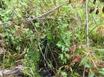 Culvert Crossing, Trib To Pump Box Brook, Shapleigh, Maine