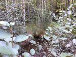 Multiple Culvert Crossing, Long Swamp, Lebanon, Maine