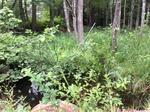 Culvert Crossing, Berwick, Maine
