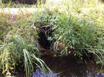 Culvert Crossing, Kennebunk, Maine