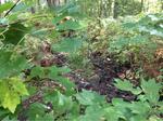 Multiple Culvert Crossing, Trib To Stacey Creek, Eliot, Maine