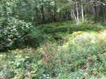 Multiple Culvert Crossing, Trib To Stacey Creek, Eliot, Maine