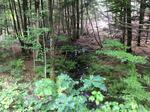 Culvert Crossing, Shapleigh, Maine