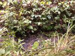 Culvert Crossing, Shapleigh, Maine