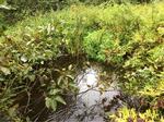 Culvert Crossing, Trib To Mousam Lake, Shapleigh, Maine