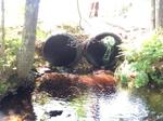 Multiple Culvert Crossing, Lebanon, Maine