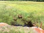 Multiple Culvert Crossing, Bush Brook, Biddeford, Maine