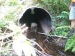 Culvert Crossing, Perkins Marsh, Sanford, Maine