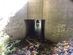 Culvert Crossing, Trib To Wilson Lake, Acton, Maine
