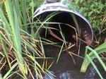 Multiple Culvert Crossing, York, Maine