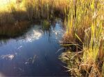 Culvert Crossing, Driscoll Brook, Berwick, Maine