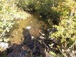 Culvert Crossing, Trib To Horn Lake, Acton, Maine