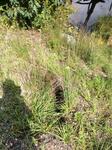 Culvert Crossing, Sanford, Maine