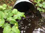 Culvert Crossing, Shapleigh, Maine