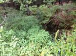 Culvert Crossing, Shapleigh, Maine