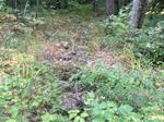 Culvert Crossing, Trib To Littlefield River, Alfred, Maine