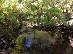 Culvert Crossing, Pope Creek, Wells, Maine