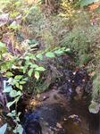 Culvert Crossing, Trib To Salmon Falls River, Lebanon, Maine