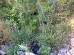 Culvert Crossing, Wilson Creek, Kittery, Maine