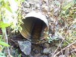 Culvert Crossing, Wilson Creek, Kittery, Maine