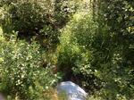 Culvert Crossing, Trib To Smelt Brook, York, Maine