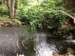 Culvert Crossing, Trib To Mousam Lake, Shapleigh, Maine
