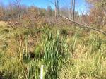 Culvert Crossing, Hay Brook, Sanford, Maine