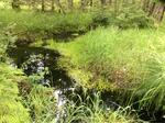 Culvert Crossing, Long Swamp Brook, Berwick, Maine