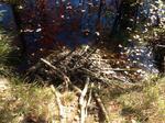 Culvert Crossing, Trib To Salmon Falls River, Acton, Maine