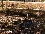 Culvert Crossing, Trib To Salmon Falls River, Acton, Maine
