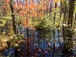 Culvert Crossing, Trib To Salmon Falls River, Acton, Maine