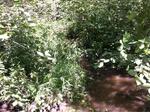 Multiple Culvert Crossing, Hutchins Creek, Kittery, Maine