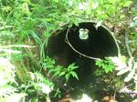 Culvert Crossing, Wells, Maine