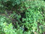 Culvert Crossing, Long Pond, Saco, Maine